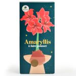 KIT BULBE AMARILIS