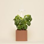 NANO GARDEN TERRACOTTA BASILIC