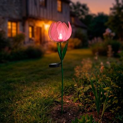 TULIPE SOLAIRE