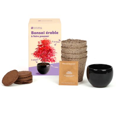 KIT BONSAI ERABLE