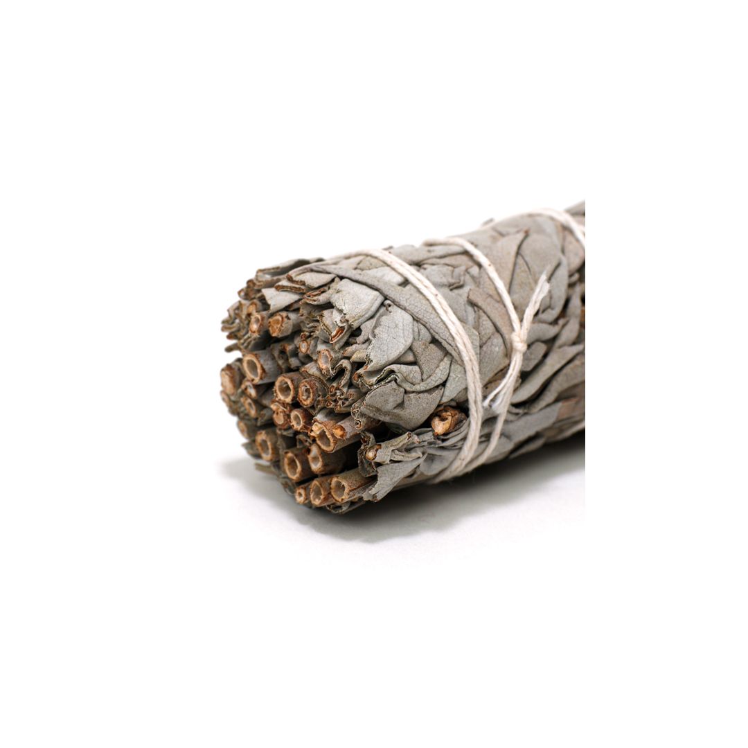 Sauge blanche à brûler • Nature & Découvertes Suisse — free download