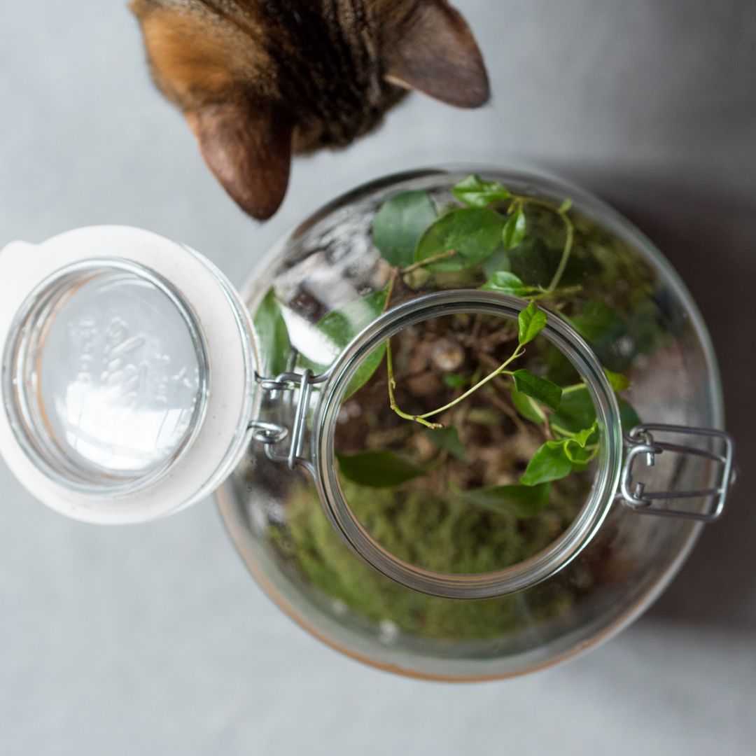 Terrarium Caféier • Nature & Découvertes Suisse