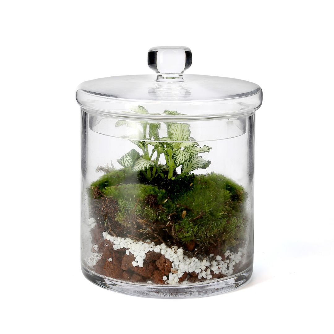 Terrarium FITTONIA • Nature & Découvertes Suisse