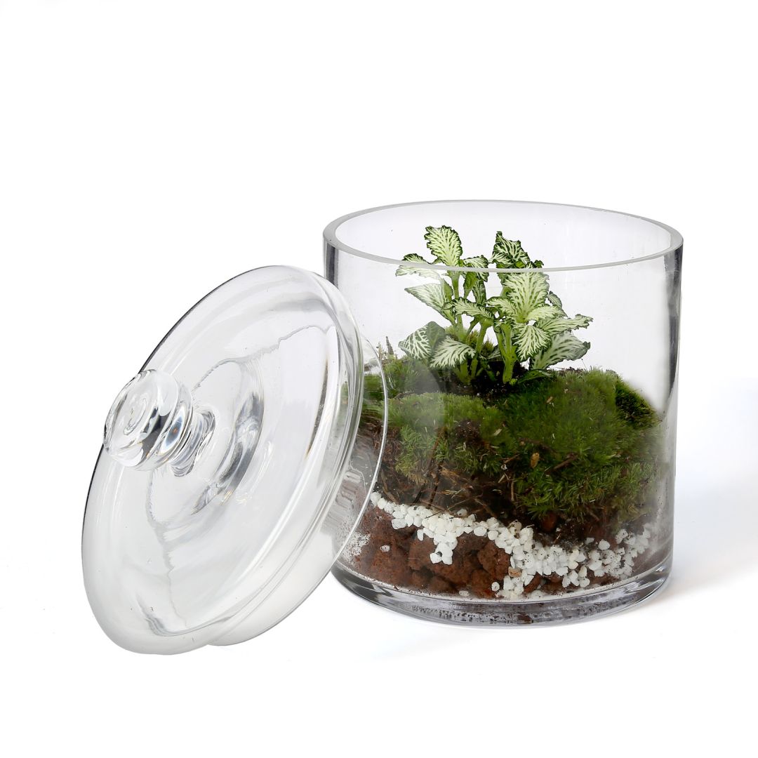 Terrarium FITTONIA • Nature & Découvertes Suisse