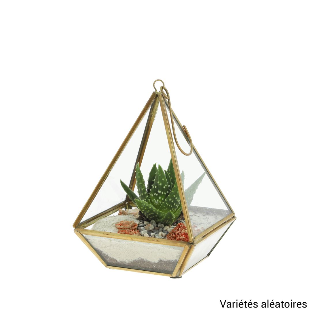 Terrarium Pyramide • Nature & Découvertes Suisse
