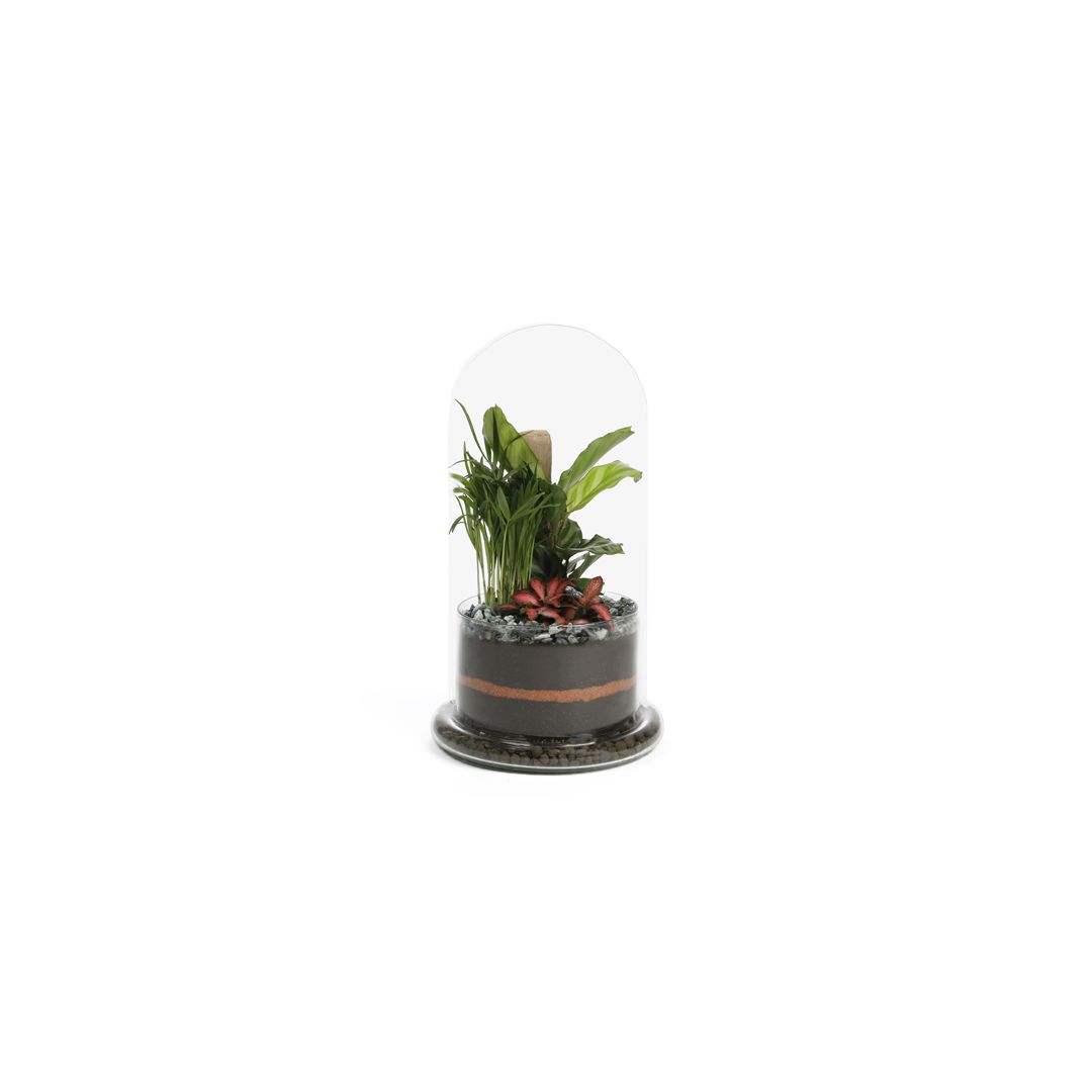 Terrarium Spicy large • Nature & Découvertes Suisse