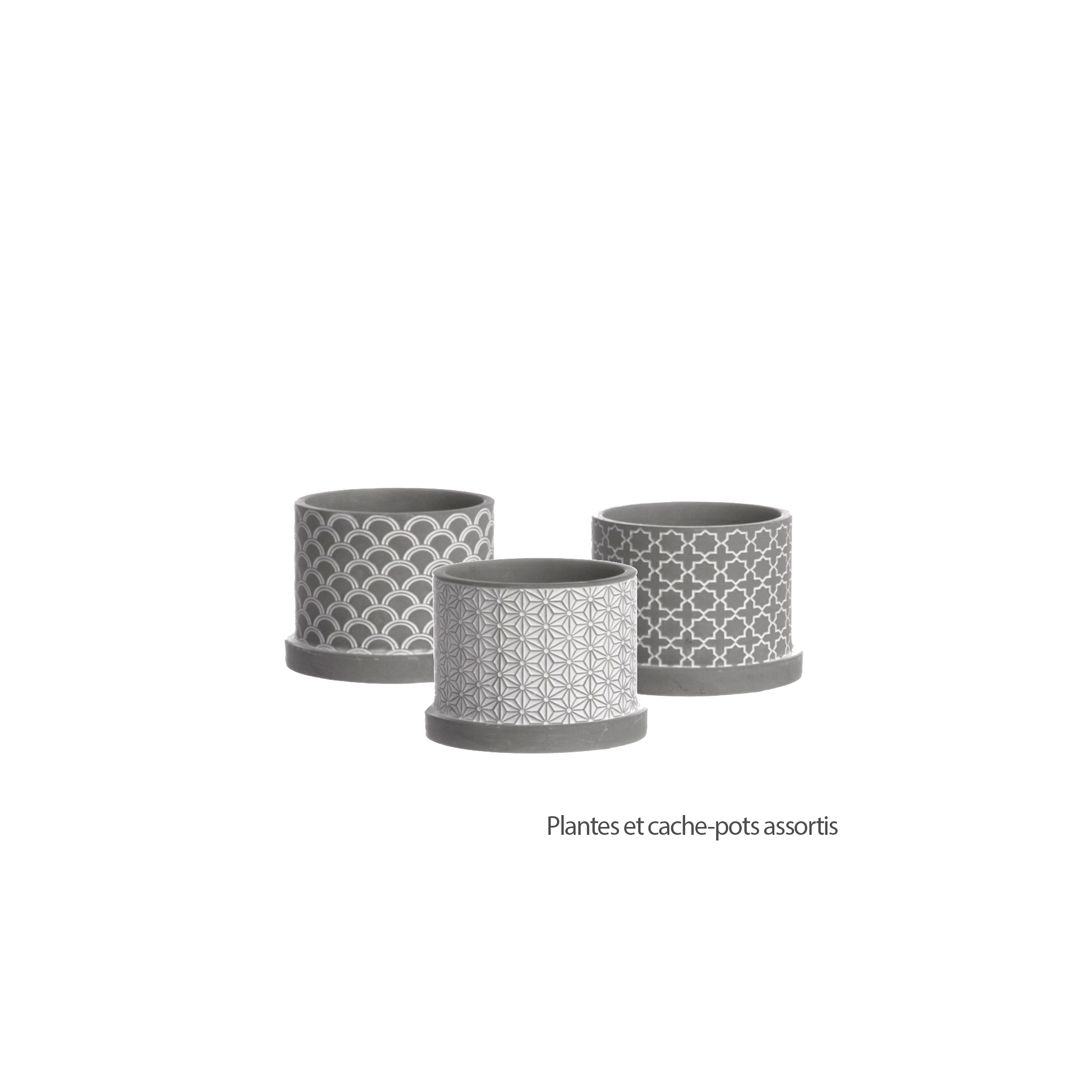 Plante Verte Avec Cache pot Recycl Nature D couvertes Suisse plante-verte-avec-cache-pot-recycl-nature-d-couvertes-suisse