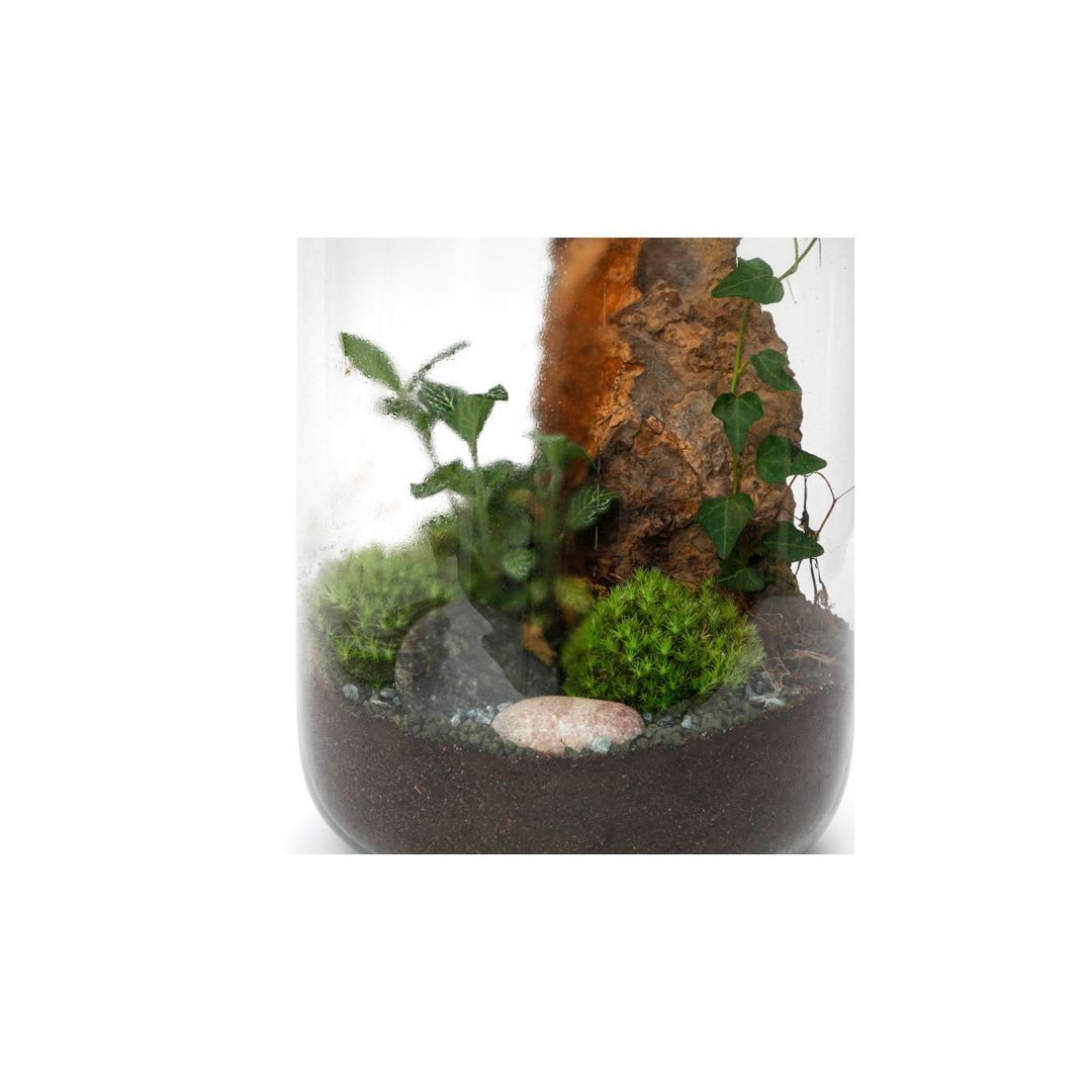 Terrarium bois lierre fittonia • Nature & Découvertes Suisse