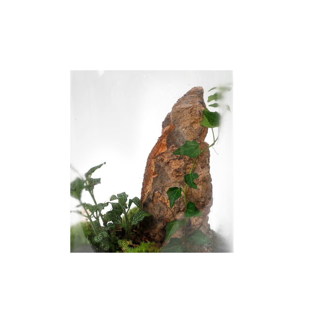 Terrarium bois lierre fittonia • Nature & Découvertes Suisse