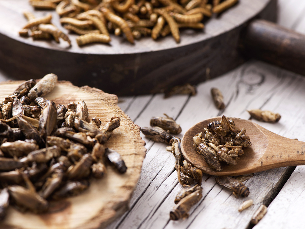 Dégustation d'insectes • Nature & Découvertes Suisse