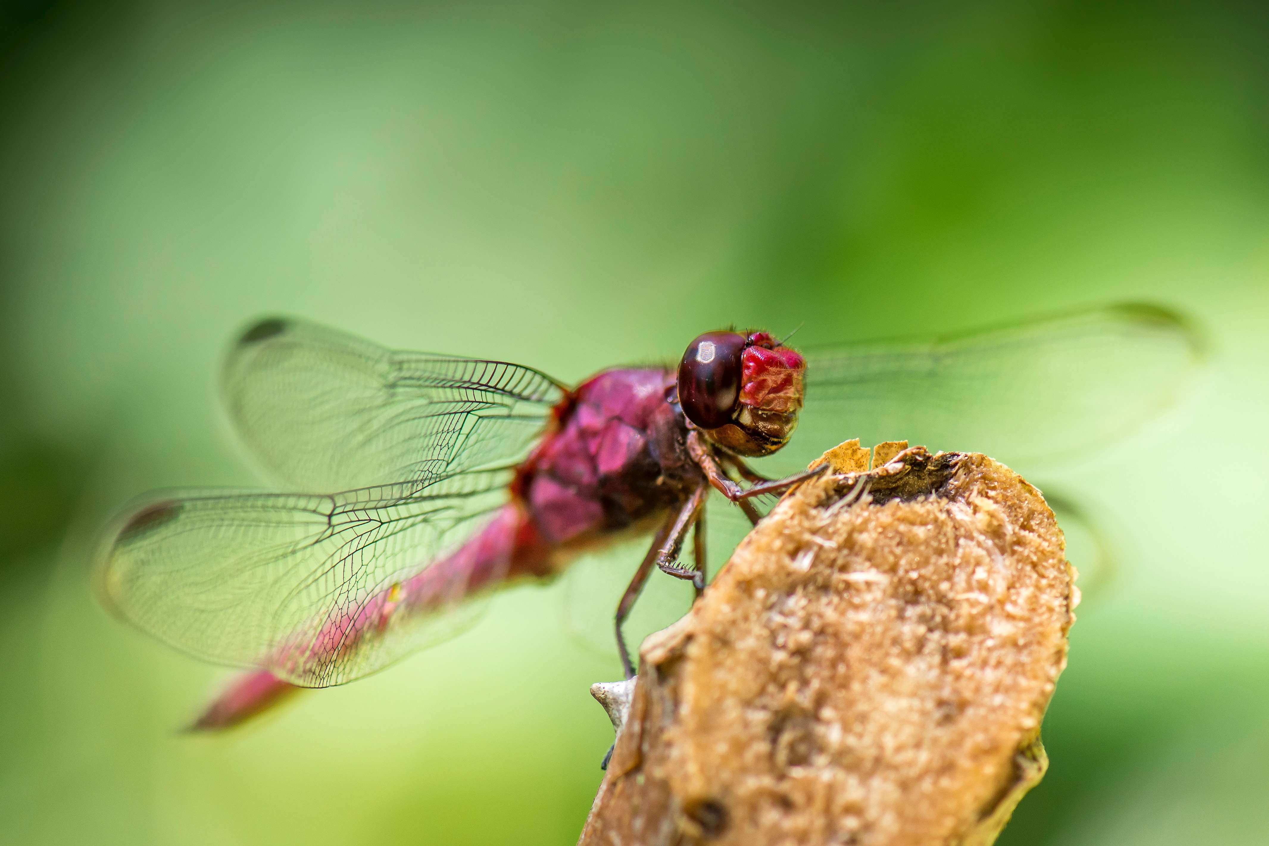 Hôtel 5 étoiles pour les insectes • Nature & Découvertes Suisse